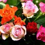 Best Meanings of Different Colors Of Roses in Our Life
