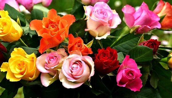 different colors roses