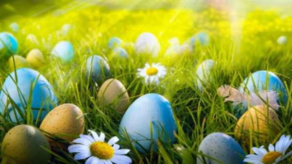 easter eggs and daisies