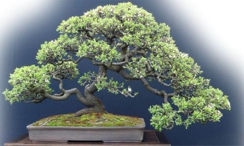 juniper bonsai gifts
