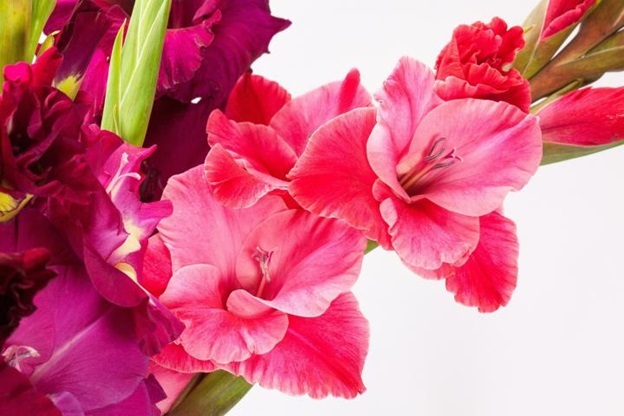 gladiolus and poppy flowers gift