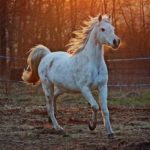 Getting Horses? 4 Things You Need to Do to Prepare Your Land