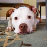 Pet Food Not People Food: 4 Tips to Train Your Dog Not to Beg