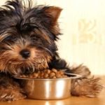 5 Healthiest Dog Food for Small Dog Breeds
