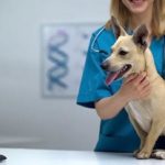 Easy Ways To Get Affordable or Free Veterinary Care