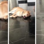 Bizarre Dog Behavior: Why is Dog Licking Floor?
