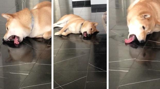 reason for dog licking floor