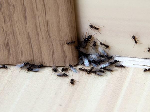 how to get rid of ants at home