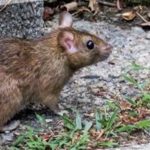 7 Suggestions for Homeowners for Mice Control in Toronto