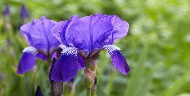 irises flower