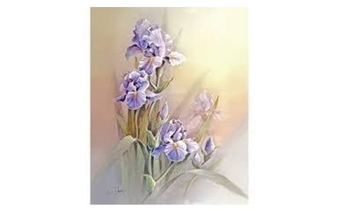 irises flowers for gift