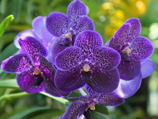 orchids flower