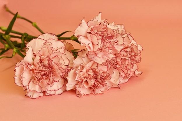 pastel carnation flower