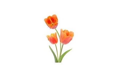 red tulips flowers gift