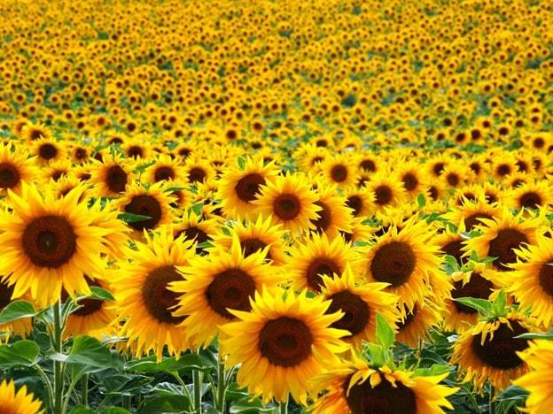 sunflowers flower