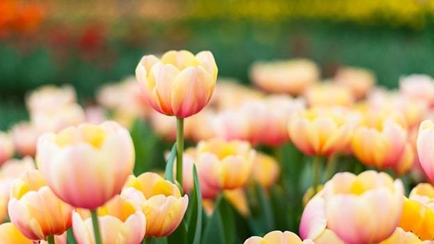 tulips flower