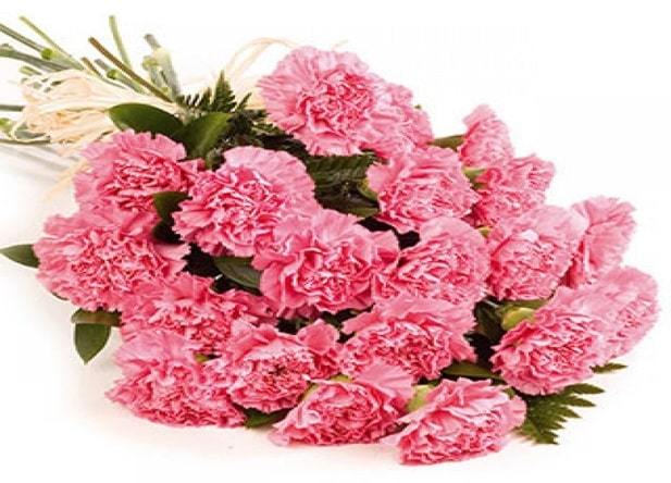 carnations flowers
