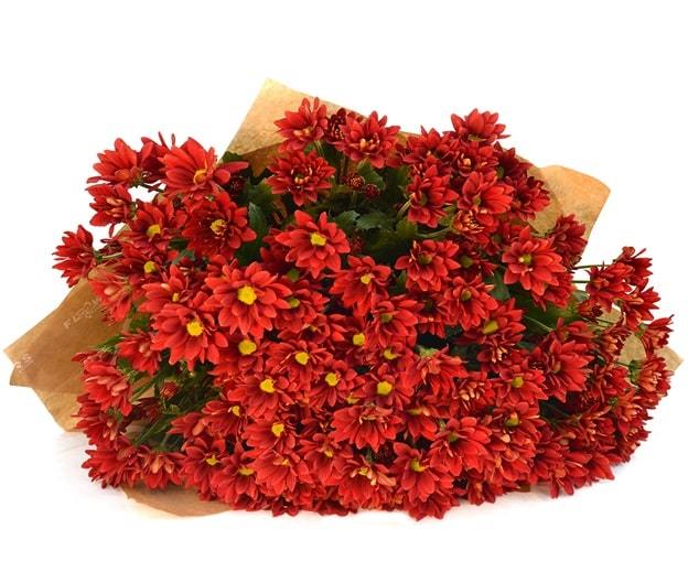 red chrysanthemum flower