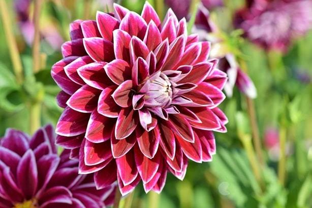 dahlias flower