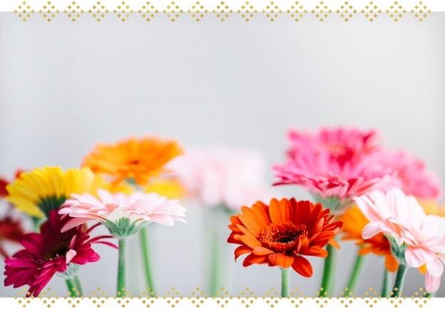 colorful gerbera daisies