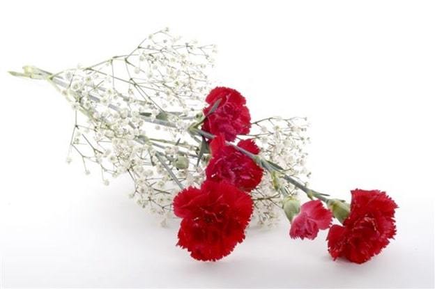 red carnations