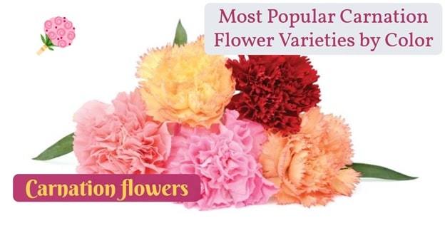 types of carnation flowers