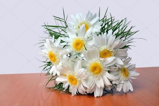 white and yellow daisies
