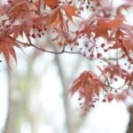 6 Common Trees That Need Regular Pruning