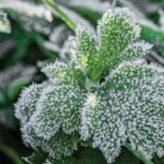 Strategies and Tips to Protect Your Plants from Frost Damage