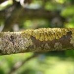 Common Tree Fungal Diseases, Diagnosis and Treatment
