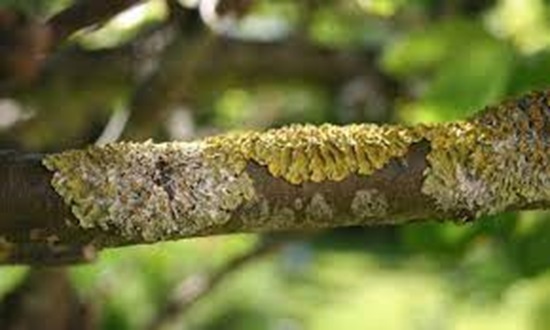 tree fungus disease
