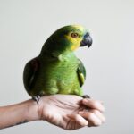Want to Adopt a Parrot? Here is What You Should Consider