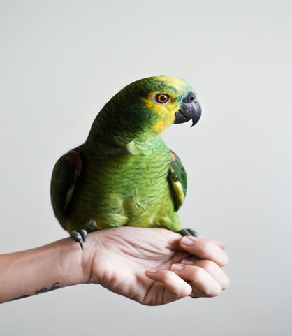 parrot sitting on hand