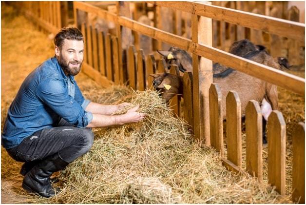 farmer feeding goats