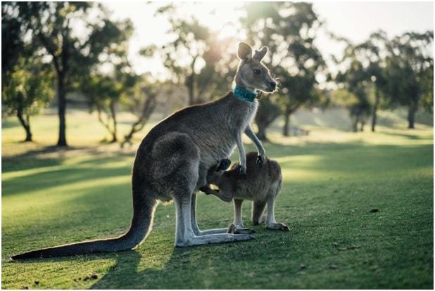 kangaroo and baby in the jungle