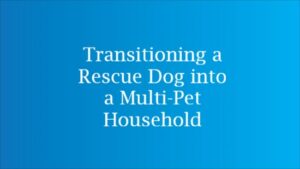 rescue dog