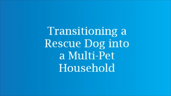 rescue dog