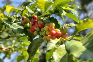 tree with small green and red berries