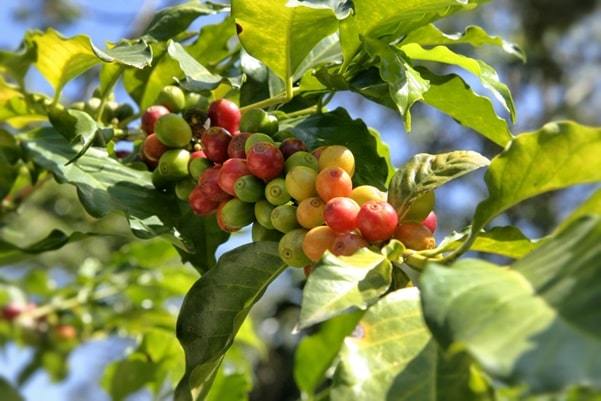 tree with small green and red berries