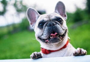 a happy french bulldog with a red collar outdoors, showing how pets thrive in tampa's urban and suburban spaces