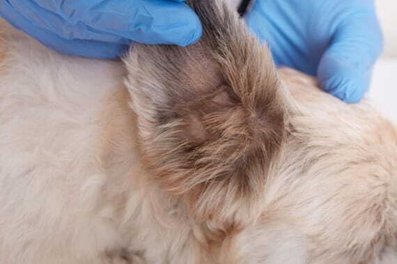 pekingese dog ear checkup