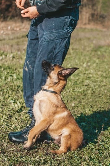 a trained dog sitting beside a person