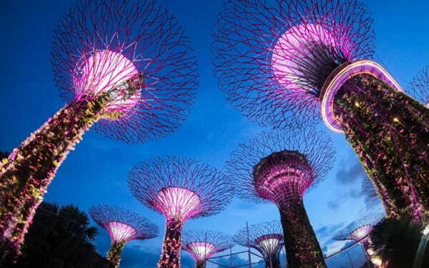 lighted supertree grove