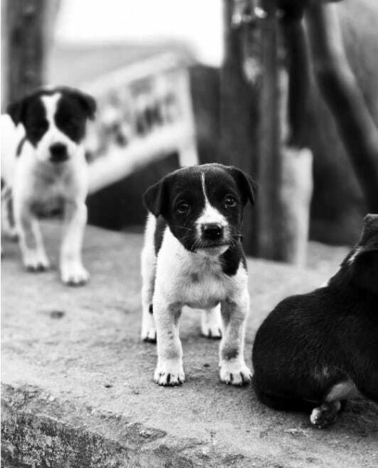adorable black and white puppies on a street
