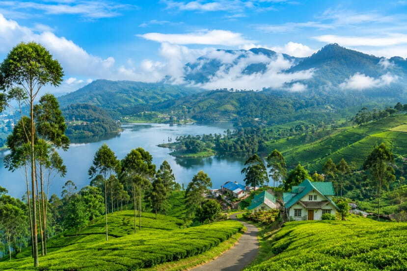 scenic tea gardens and hills of munnar