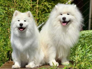 two fluffy Samoyed dogs happily sitting together in a sunny garden