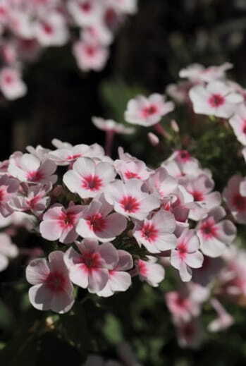 close-up of pink and white phlox flowers in bloom