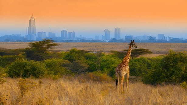 Wild African Giraffe Stands Tall Against Urban Nairobi Park